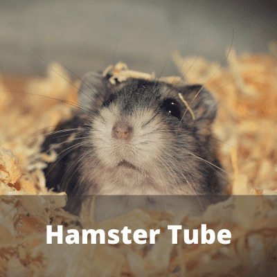 Hamster Tube