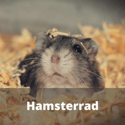 Hamsterrad