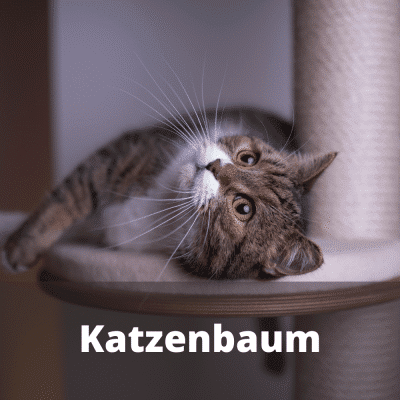 Katzenbaum