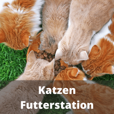 Katzen Futterstation